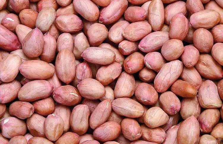 red skin peanut kernel.jpg