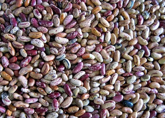 hot sale bean color sorting machine kidbey bean color sorter