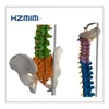 85cm life size lumbar spine model, human spine anatomical model