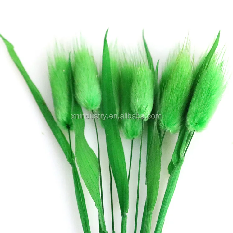 20pcs/pack Preserved Flower Colorful Rabbit Tail Grass Lagurus Ovatus