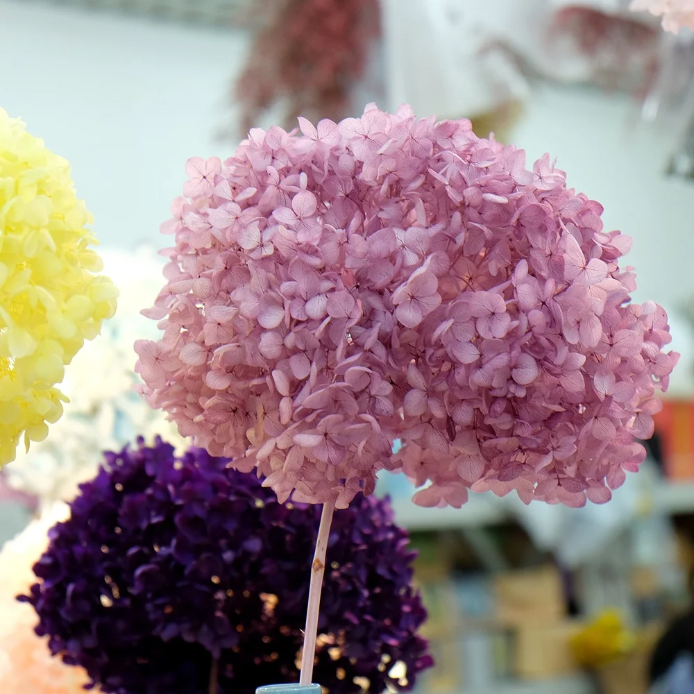 Hydrangea Preserved Flower In Fresh Cut Flower Buy Hydrangea