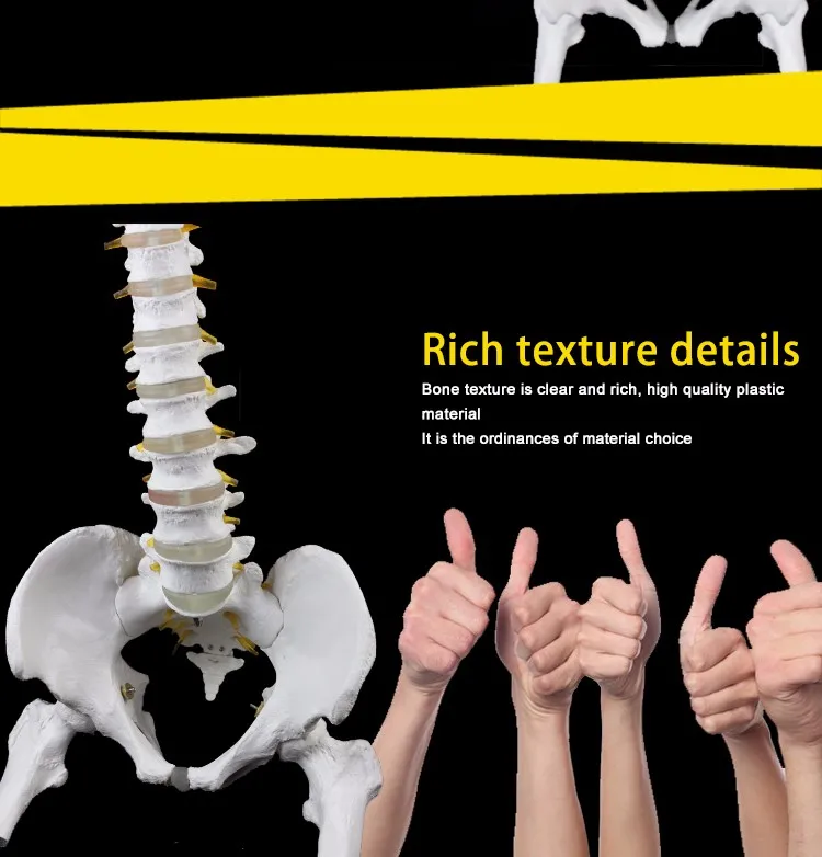 Nutural large factory direct sale artifical medical antomical human spine model.jpg