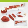 Vessel and nerve anatomy model of upper limb muscle of arm muscle Medical fitness of hand muscle model