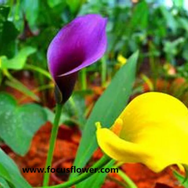 high quality mini calla lilies fresh cut marigold flowers import