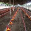 Customized Feeding And Drinking Line Poultry House Construction