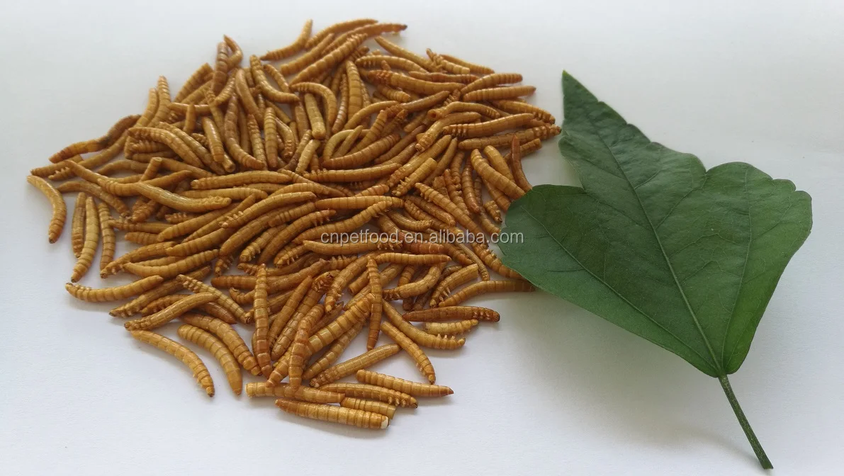 Frozen Mealworms Dried Mealworms Buy Frozen Mealworms,Dried Mealworms
