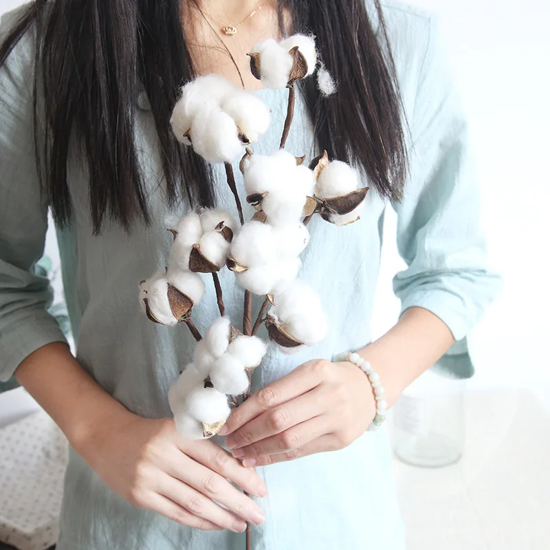 Cotton Branch