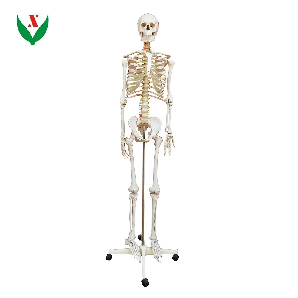 Medical Anatomical Human Skeleton Model,180 Cm Life Size W/nerves