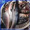 roe mullet fish whole round
