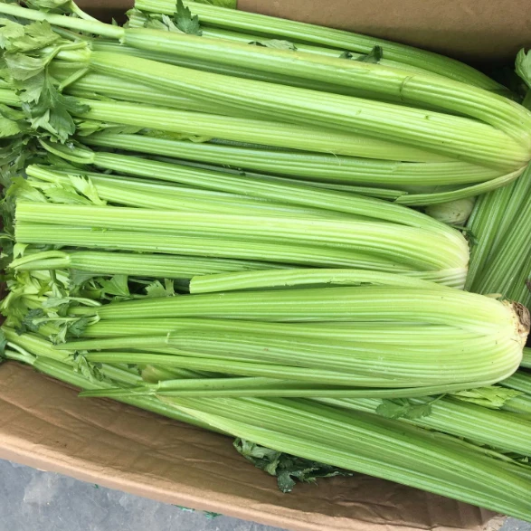 
export high quality green vegetables , fresh celery 