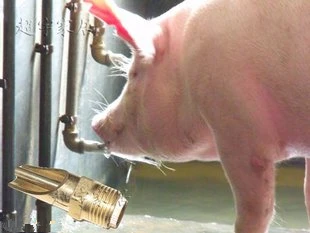 Application in Pig farm stalls. 
