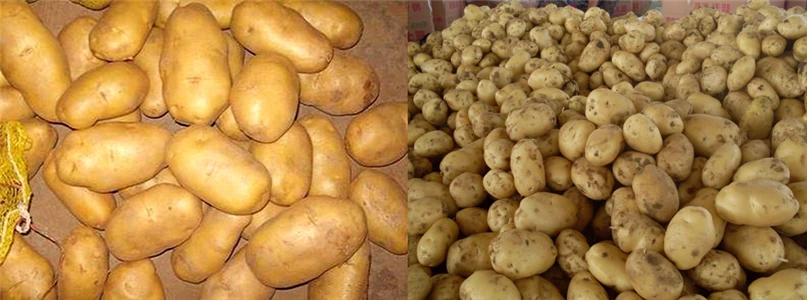 Fresh Holland Potato