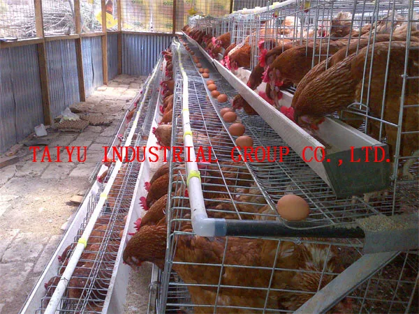 Taiyu Poultry  House  Design For Layers In Kenya  Farm Buy 