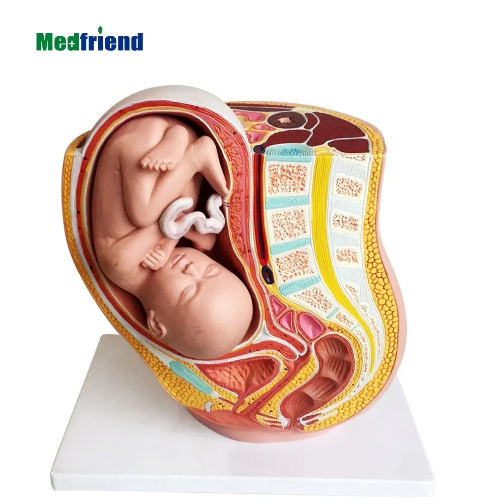 factory price anatomical human medical anatomical fe