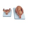 XC-414A CE 8 parts Half-Size Fetus Development Process model