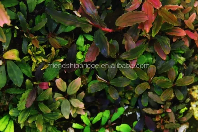 Bucephalandra 1.jpg