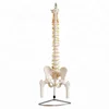 human osteoporosis model/The electric model of spinal internal structure and fluctuate fiber/ISO human model for teaching