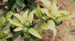 China Supply Agricultural Grade Disodium iron EDTA 2Na