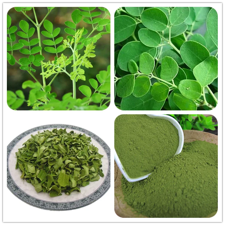 Pure Organic Leaf Oleifera Leaves Extract Moringa Dosage Drum Stick