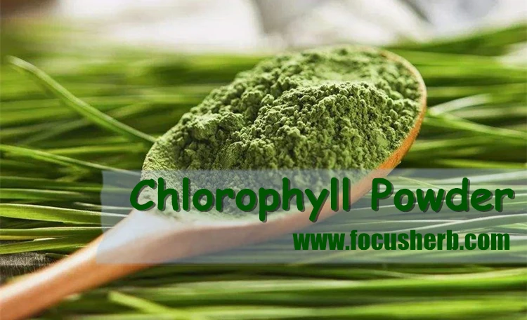 Chlorophyll Powder