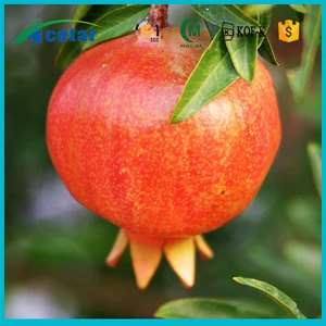 Pomegranate Fruit Peel Extract/Ellagic acid