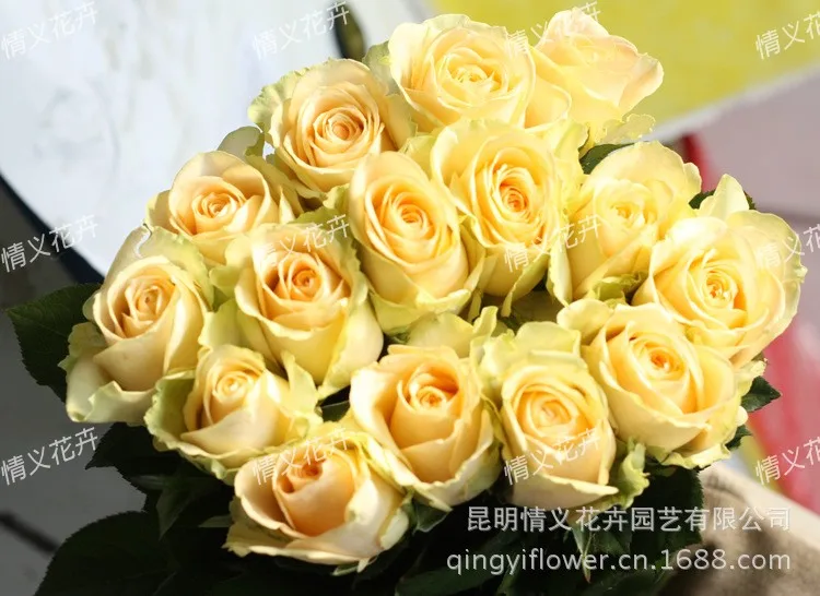 Natural Rose Flowers,Cut Flowers Buy Cut Flowers,Natural Rose,Fresh
