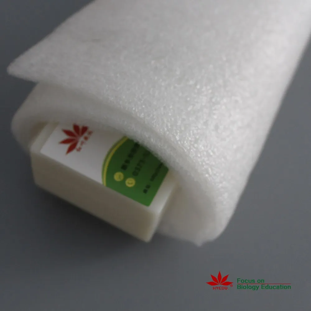 Fixed set Most popular algae biology prepared miscroscope slides set