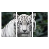 3 Pieces Animal Canvas Wall Art White Tiger Poster Picture Print On Canvas Stretched For Home Decoration