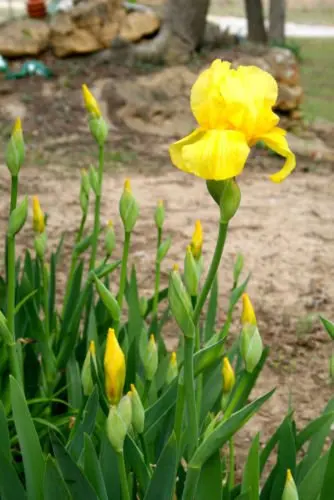 Online Bulbs And Plants Find Deals Online Bulbs And Plants Find