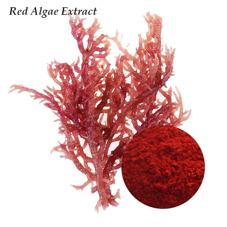 Hot Sale Best Quality Pure Red Algae Extract Algae Extract With Best