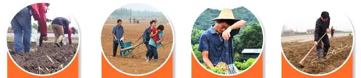 good quality onion seeder/small seed planting machine