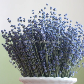 Gambar Bunga Lavender Biru Gambar Bunga