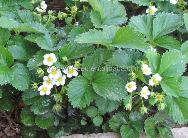 SB01 Fairy new arrival high quality f1 hybrid strawberry seeds for growing5.jpg
