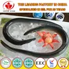 Frozen Gutted Eel - Anguilla (HACCP, BRC, ISO, EU Approval)