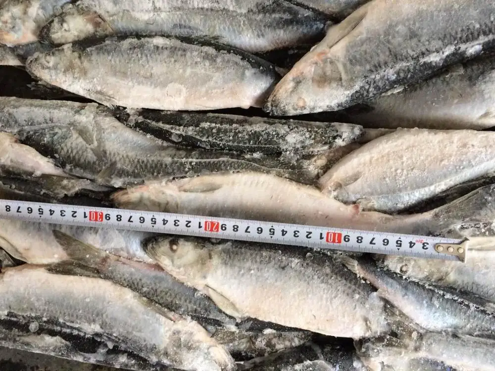 Hot Sale Fresh Materials Frozen Fish Herring Whole Round Buy Fish