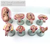 ENOVO/ The Development Process for Fetus, Genitourinary Medical Teaching Anatomical Model, 12450