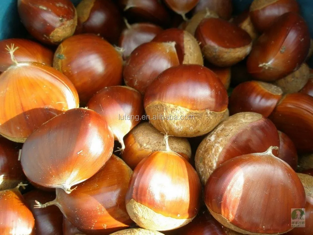 Chestnuts Wholesale For Chestnut Price 1kg Bag Buy Chestnuts