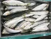Frozen Sardinella Lemuru by Light Catch