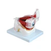 Medical teaching aids human model LTXC-316B human eye model