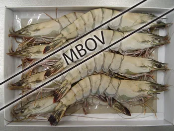 raw frozen hoso black tiger prawn