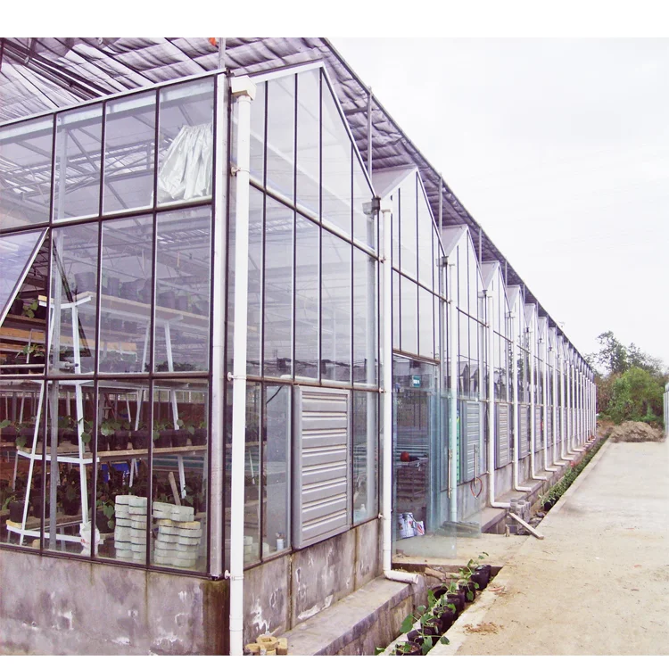 1000m2 Venlo Glass Greenhouse For Sale Buy Fiberglass Greenhouse