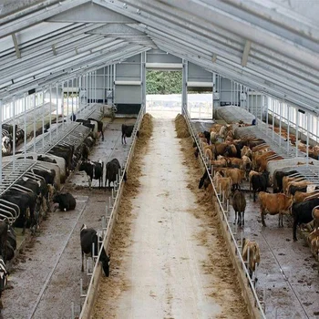 easy install prefabricated cattle farming barn steel