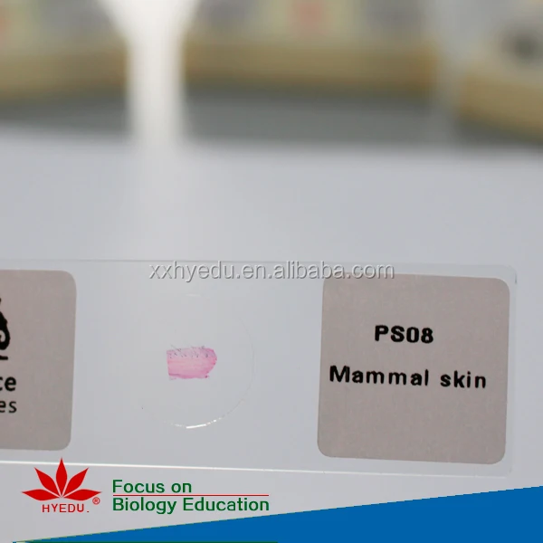 Mammal histology slides (4).jpg