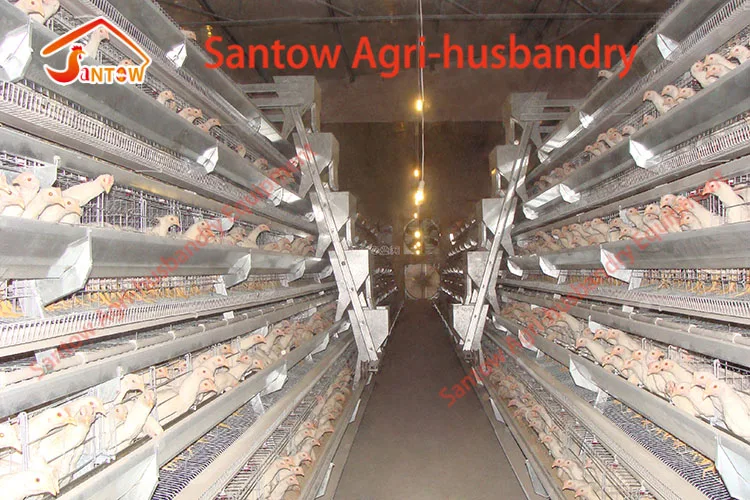 Automatic chicken cages hot galvanized poultry cage cheap price laying hen battery cage for layer farm design