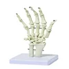 Hot Sale Personalized Handmade Polyresin Human Hand Skeleton