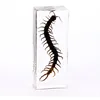 Hotsale school Crystal resin Teaching Embedded Specimen Centipede Resin real Insect animal crafts specimen