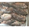 Export Frozen Sea Food Frozen Gutted And Scaled Fish Natural Tilapia