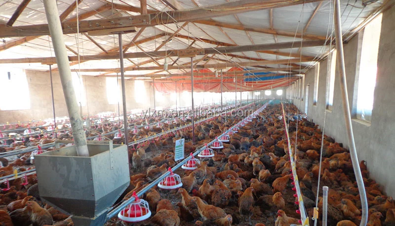 Farm Equipment Poultry Feed Line Broiler Chicken Feeders For Sale