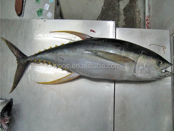 La Fabrica De Atun Fresco Al Por Mayor Congelados De Atun Aleta Amarilla De Pescado Buy Atun Aleta Amarilla Atun Amarillo Fresco Para La Fabrica De Atun Product On Alibaba Com