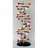 Human body DNA double helix structure model,Medical model of human genetic structure